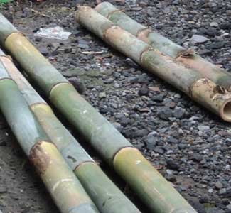 bambu-panjang
