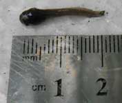 benih-lele-ukuran-1-2-cm