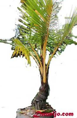 bonsai-kelapa-pot-besar
