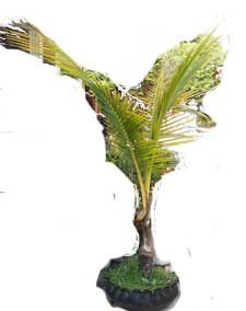 bonsai-kelapa-pot-pendek