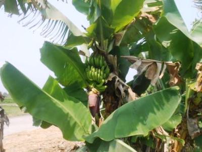 gambar-pisang-morosebo