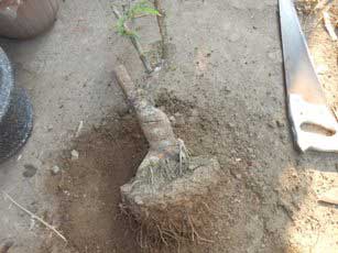 repoting-bonsai-asam-tua