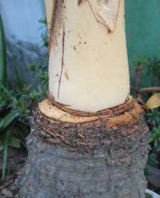 sayatan-pelepah-daun-bonsai-kelapa