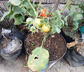terong-tomat-berbuah-matang
